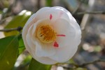 20150424ツバキ‘フジムスメ’	椿‘藤娘’	Camellia‘Fuji-musume’	3～5月